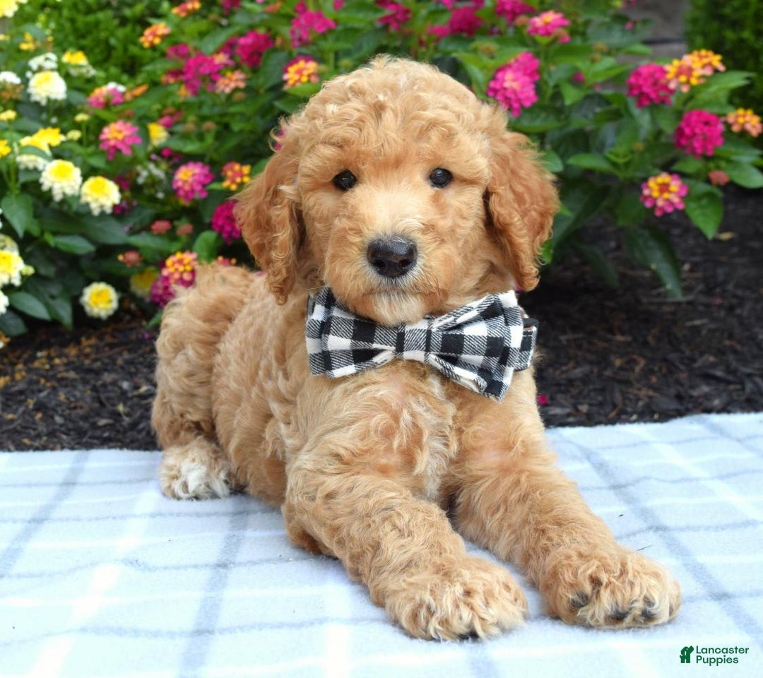 Standard Poodle dogs for sale: Duke - Image 10