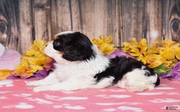 Cavalier King Charles Spaniel dogs for sale: Everest - Image 2