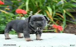 French Bulldog dogs for sale: Buttercup - Image 3