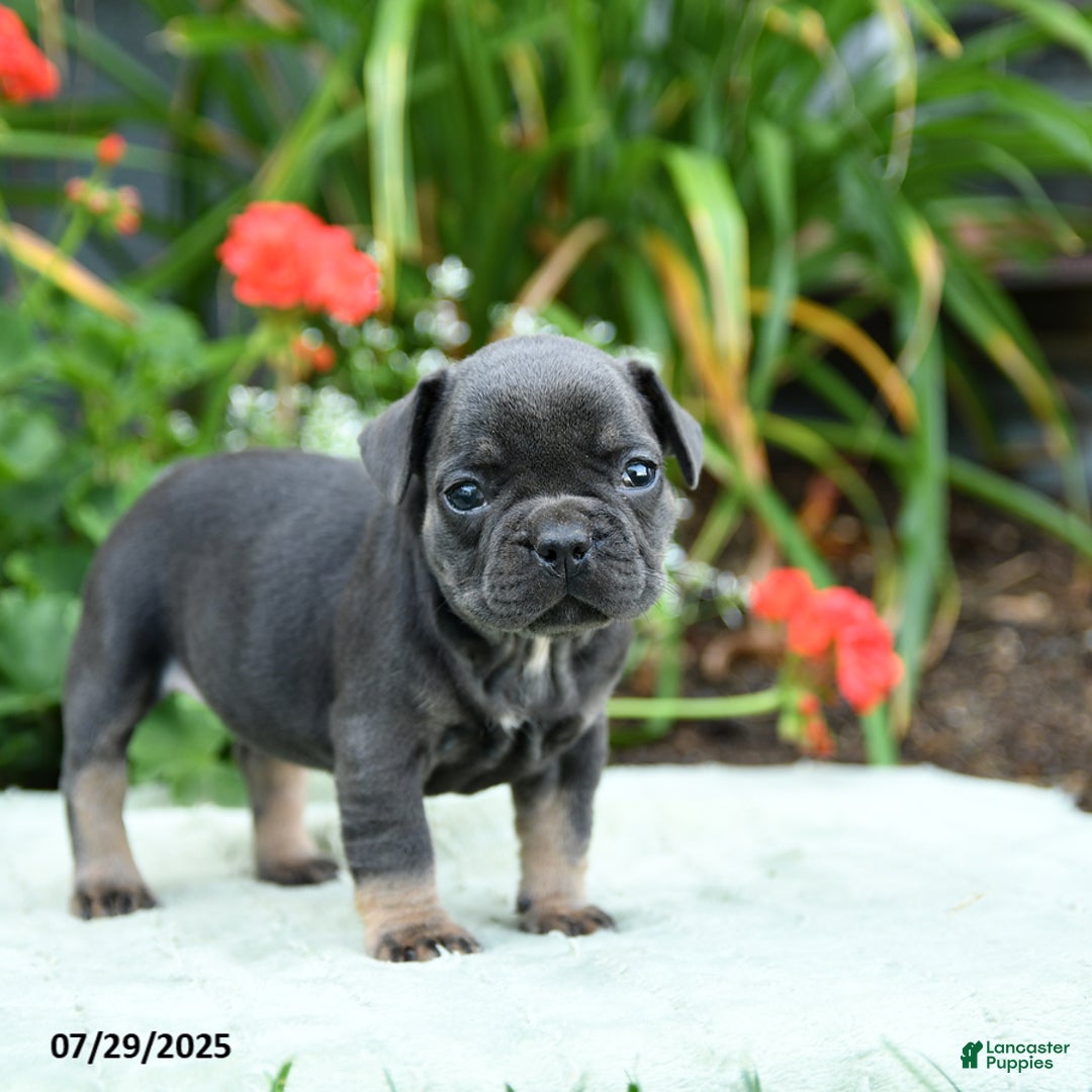 French Bulldog dogs for sale: Buttercup - Image 3