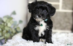 Yorkiepoo dogs for sale: Arrow - Image 15