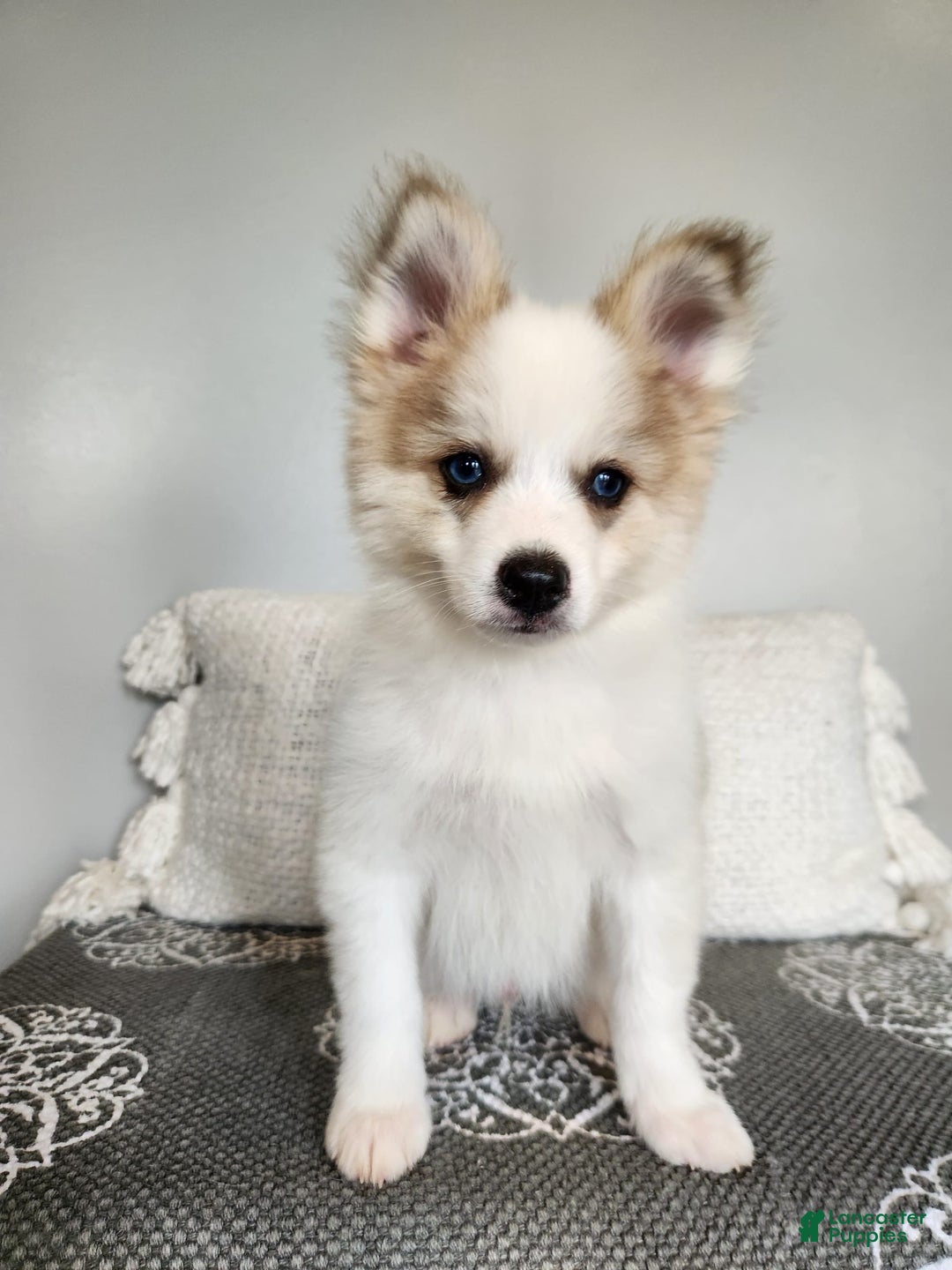 Pomsky dogs for sale: Buck - Image 4