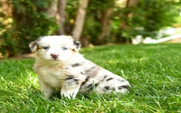 Australian Shepherd dogs for sale: Kenya - Image 1