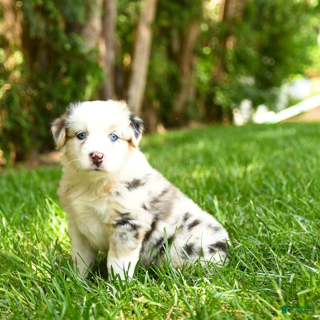 Australian Shepherd dogs for sale: Kenya - Image 1
