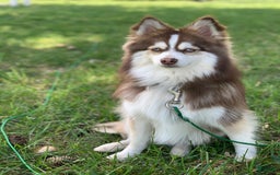 Pomsky dogs for sale: Dove - Image 11