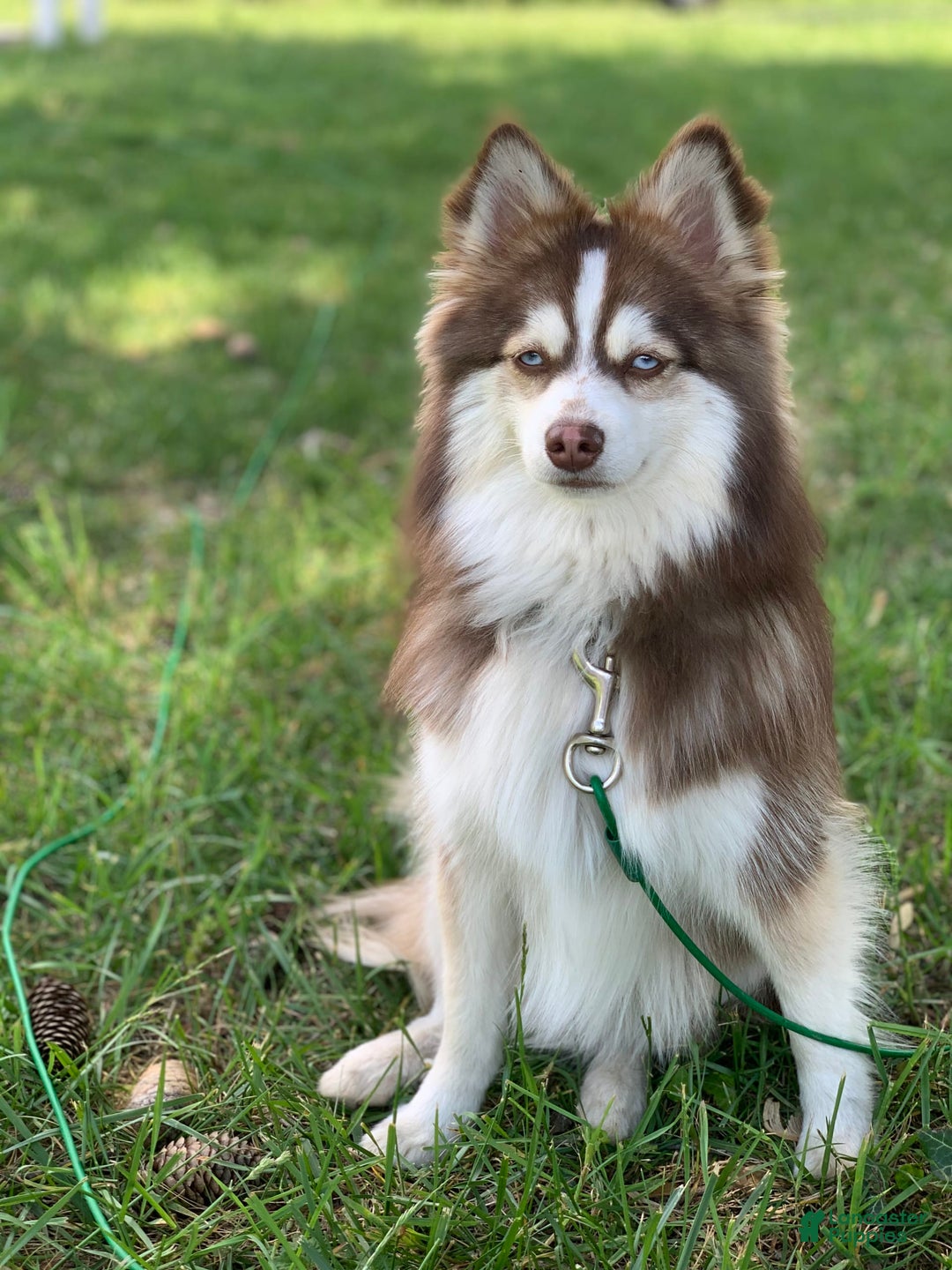 Pomsky dogs for sale: Dove - Image 11