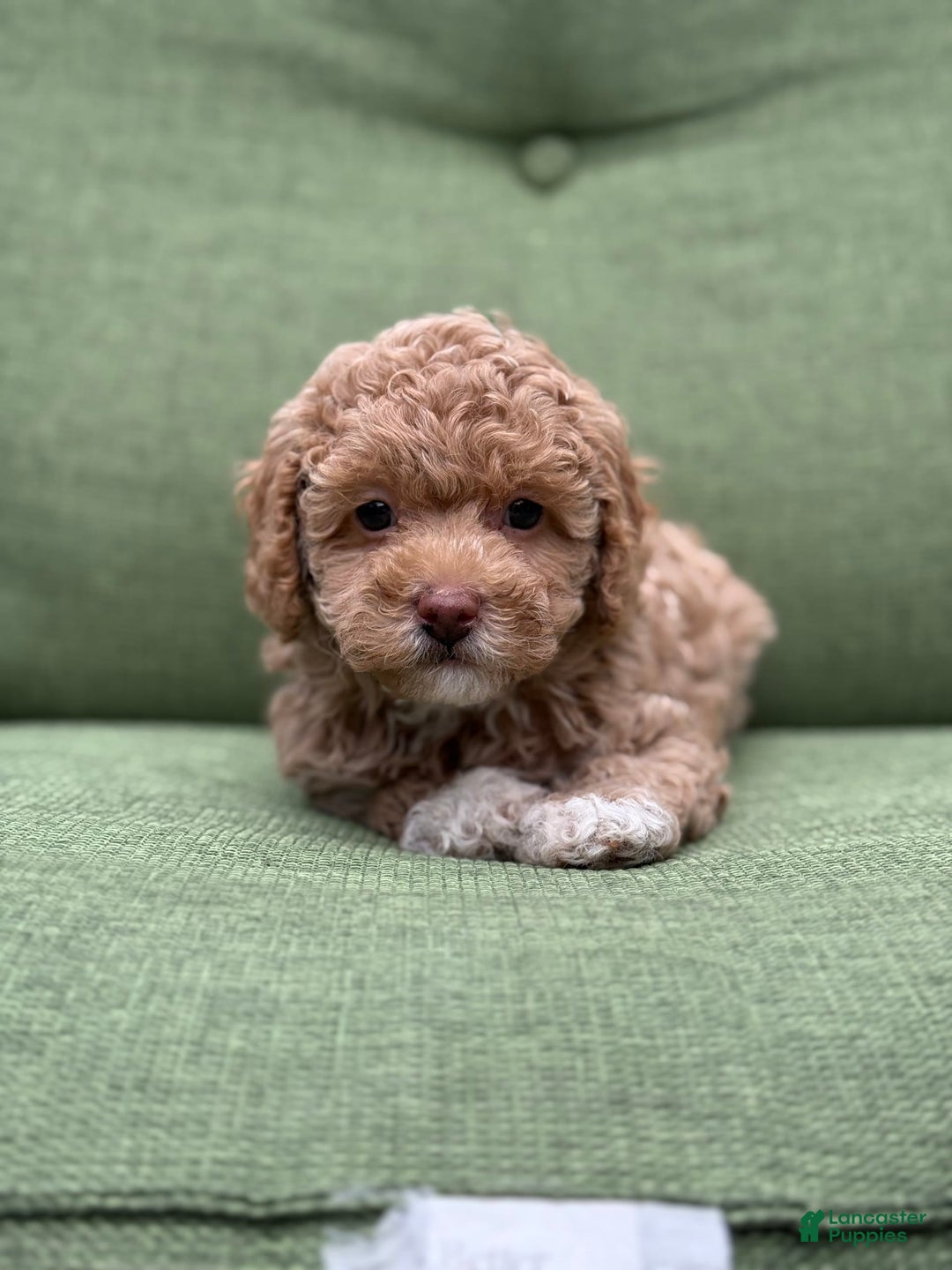 Miniature Poodle dogs for sale: Rapunzel - Image 6