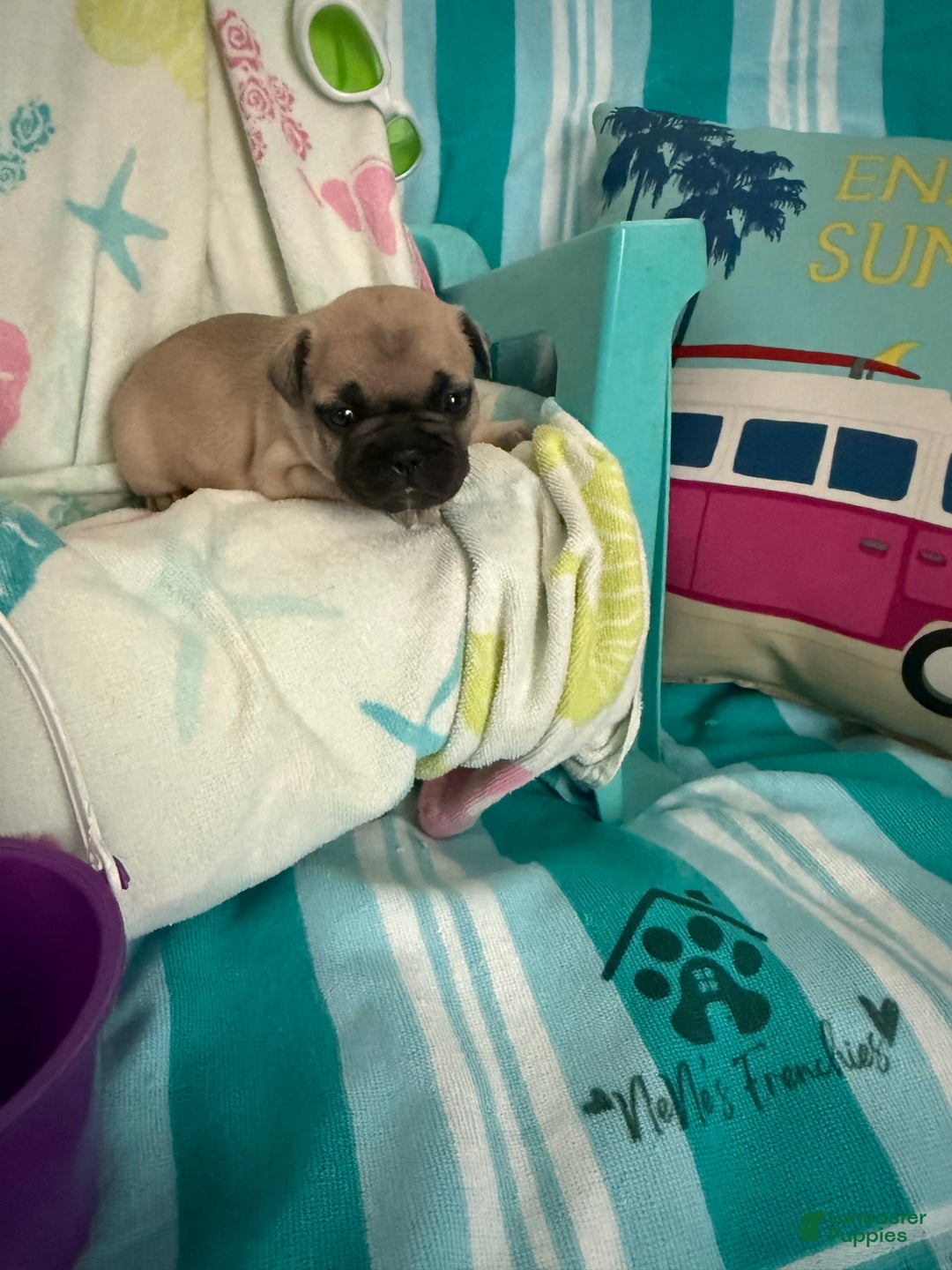 French Bulldog dogs for sale: Akc Fawn Black Mask - Image 6