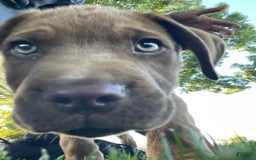 Cane Corso dogs for sale: Naila - Image 5