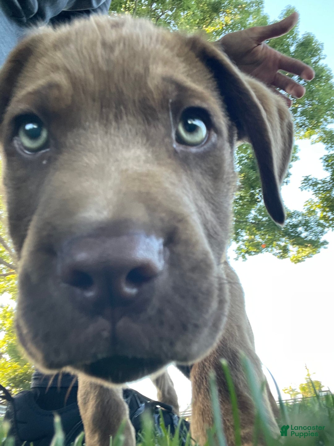 Cane Corso dogs for sale: Naila - Image 5