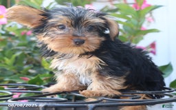 Yorkshire Terrier dogs for sale: Misty - Image 5
