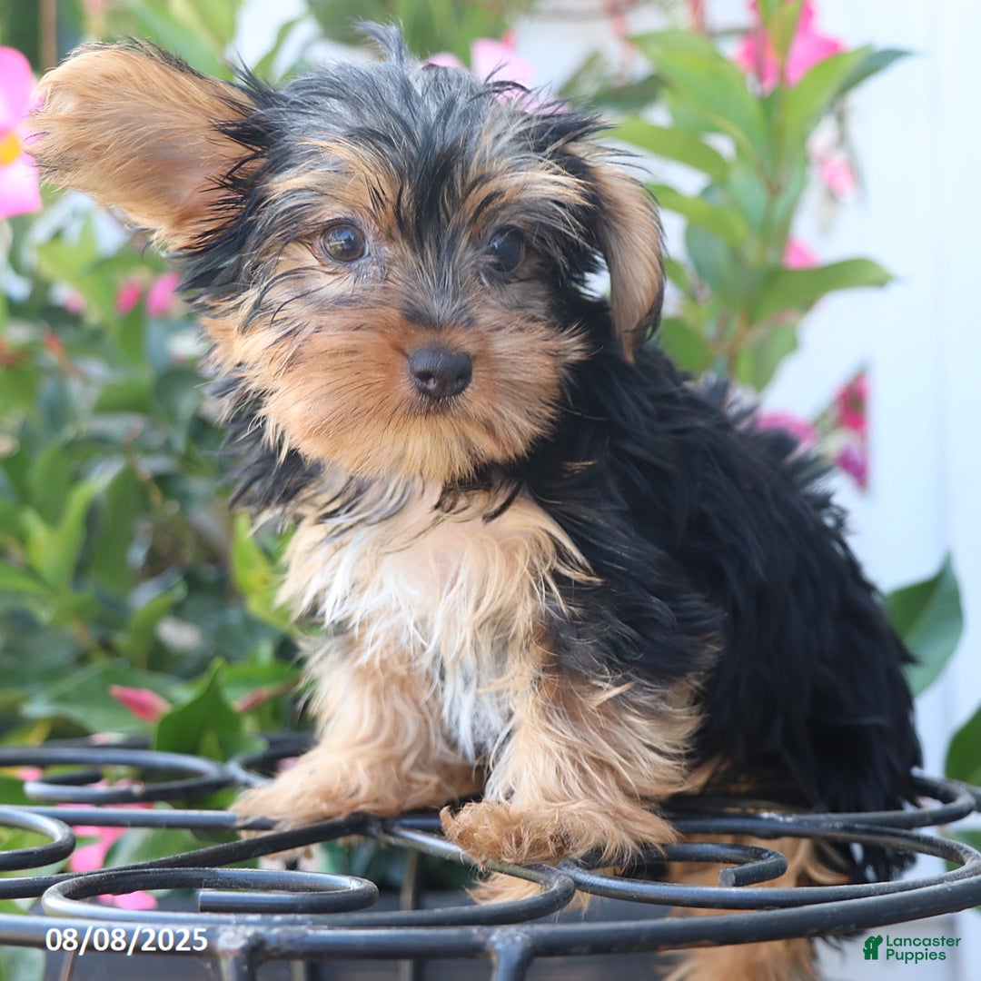Yorkshire Terrier dogs for sale: Misty - Image 5