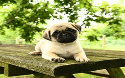 Pug dogs for sale: Jasper - Image 1