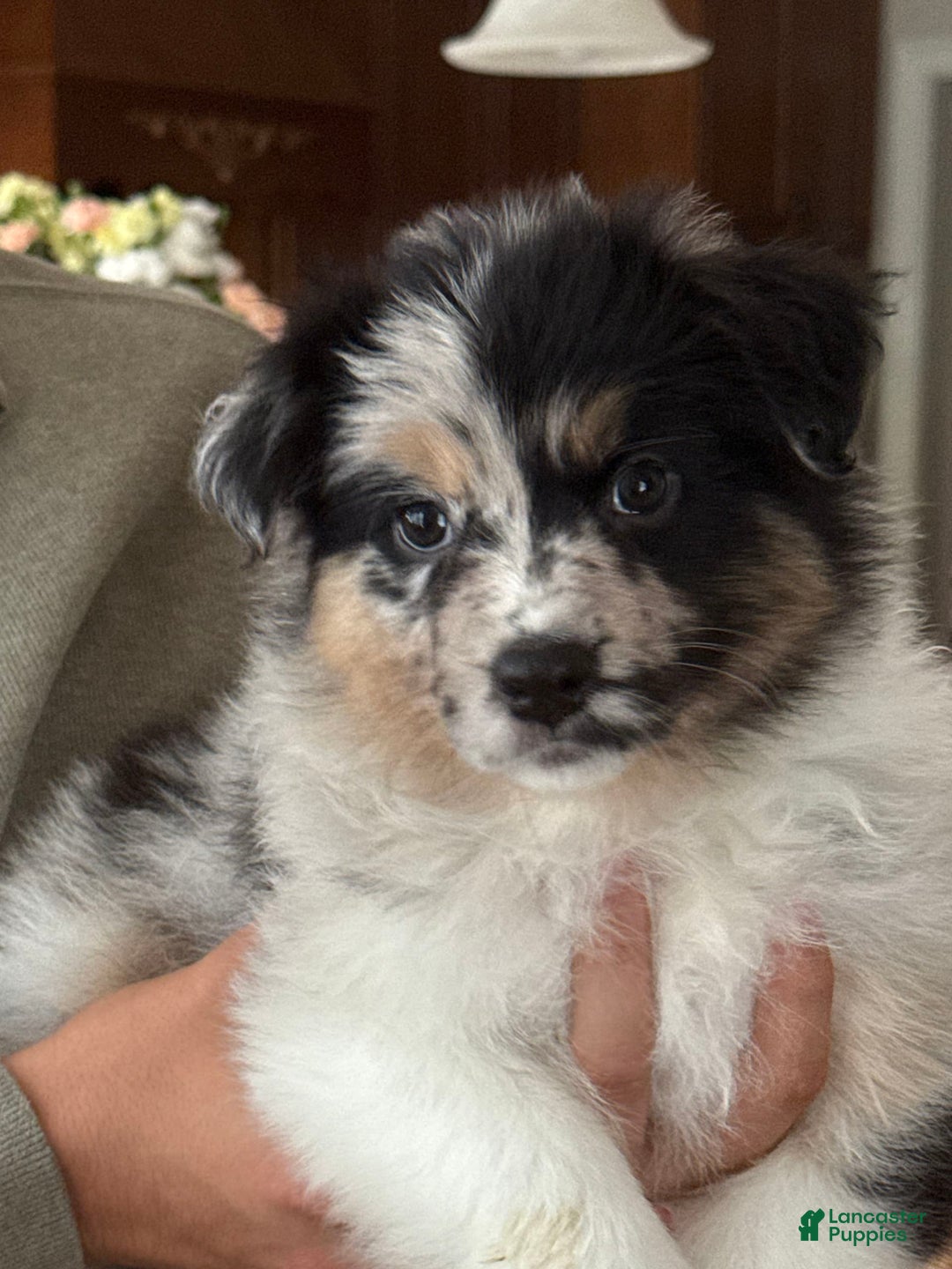 Australian Shepherd dogs for sale: Pineapple - Image 3