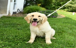 Golden Retriever dogs for sale: April - Image 5
