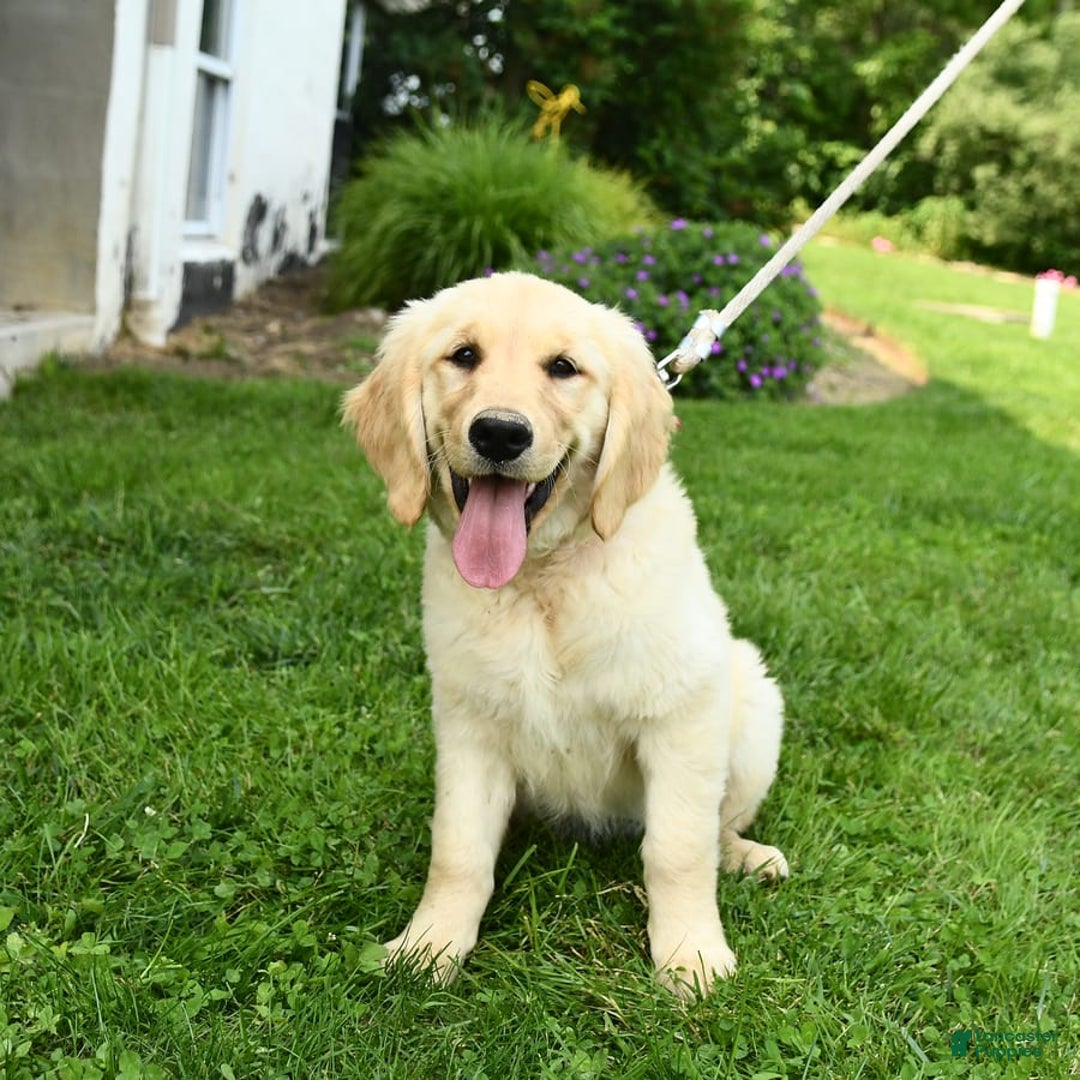 Golden Retriever dogs for sale: April - Image 5