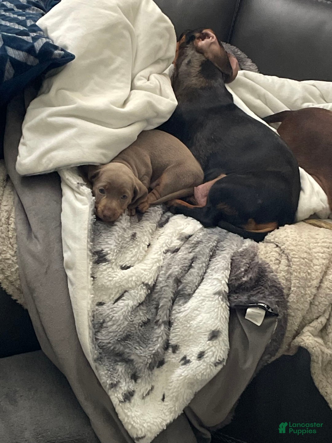 Dachshund dogs for sale: Chewy - Image 2