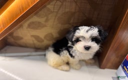 Morkie dogs for sale: Handsome big boy - Image 4
