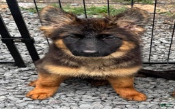 German Shepherd dogs for sale: Joyii - Image 1