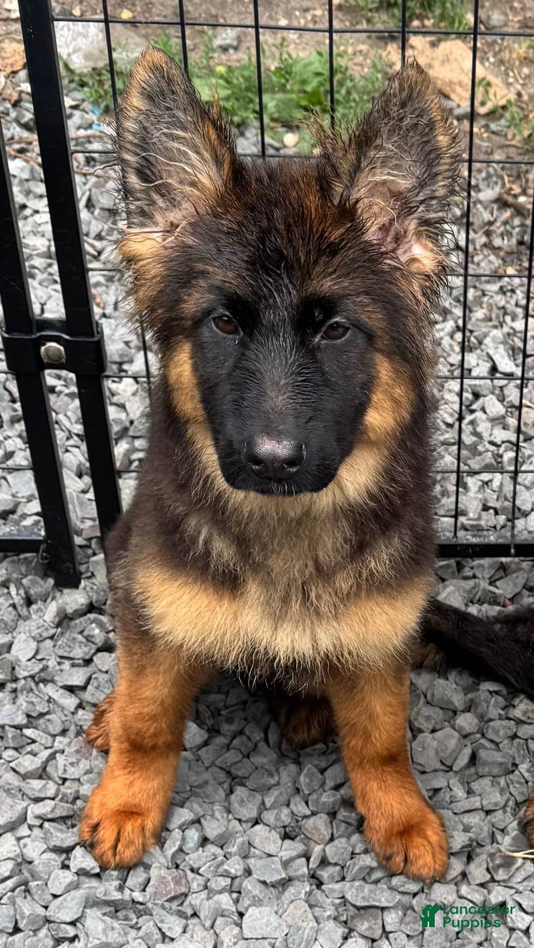 German Shepherd dogs for sale: Joyii - Image 1