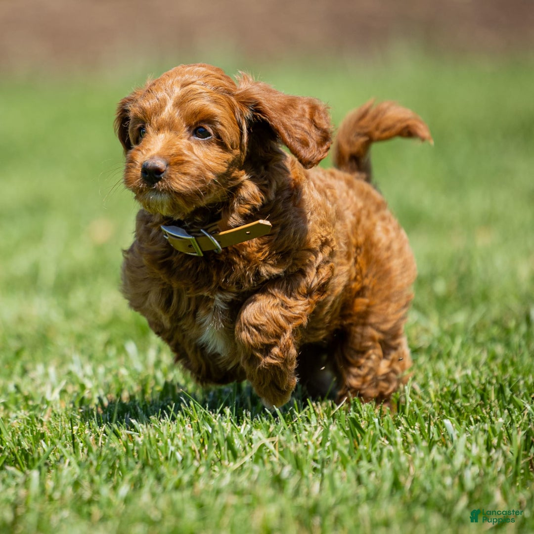 Goldendoodle dogs for sale: Ashley - Image 9