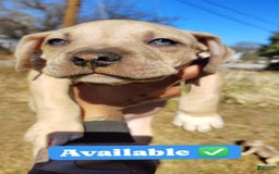 American Bully dogs for sale: Sagittarius - Image 3