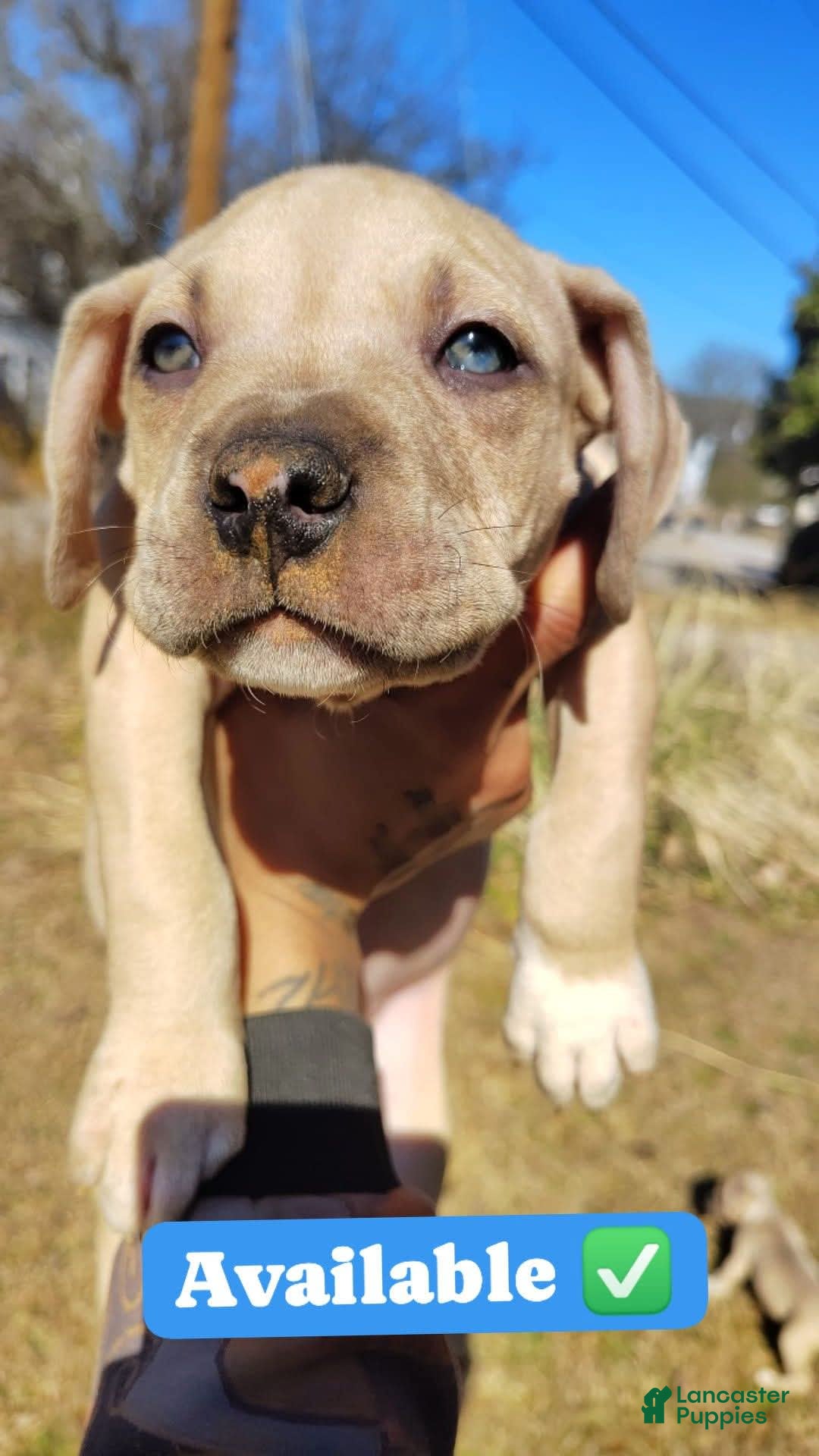 American Bully dogs for sale: Sagittarius - Image 3