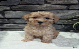Miniature Poodle dogs for sale: Benson - Image 5