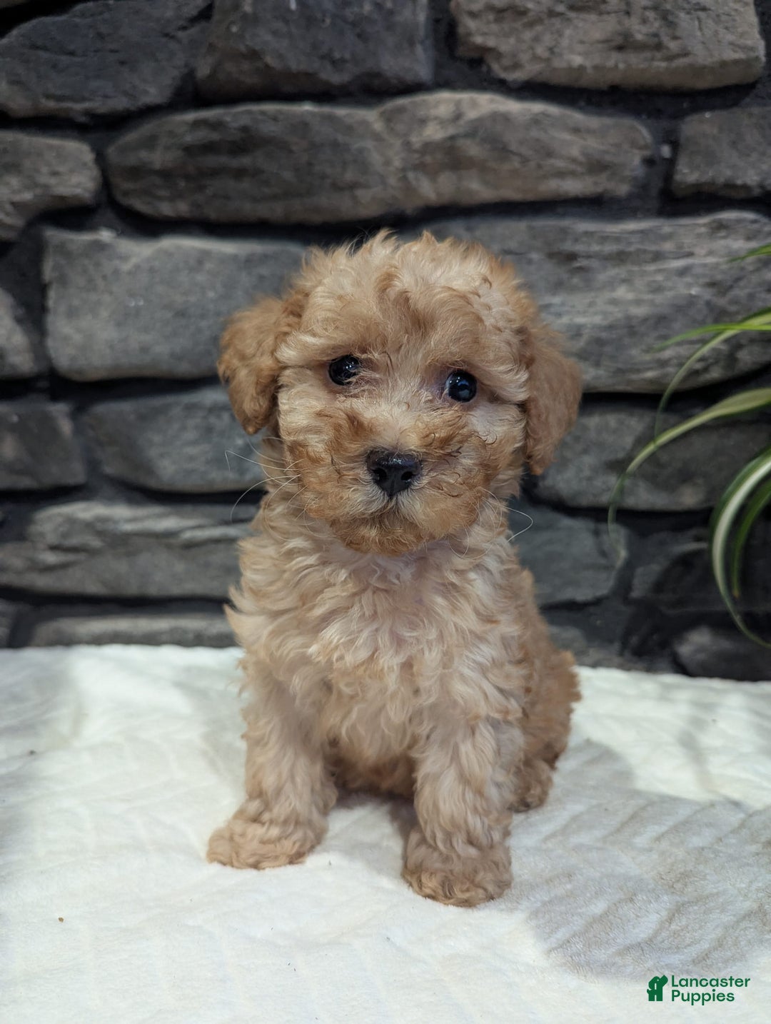 Miniature Poodle dogs for sale: Benson - Image 5