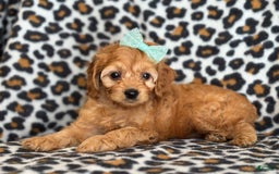 Cockapoo dogs for sale: Bella - Image 6