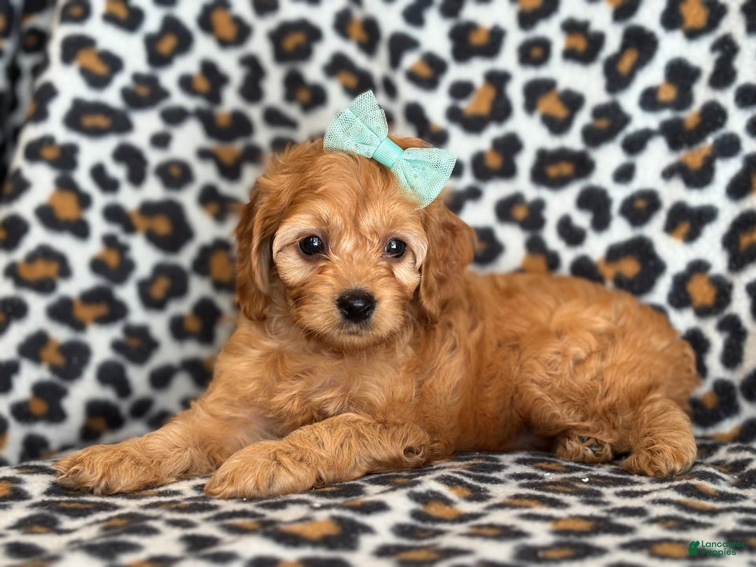 Cockapoo dogs for sale: Bella - Image 6