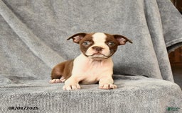Boston Terrier dogs for sale: Boston Terrier 5 puppies - Image 24