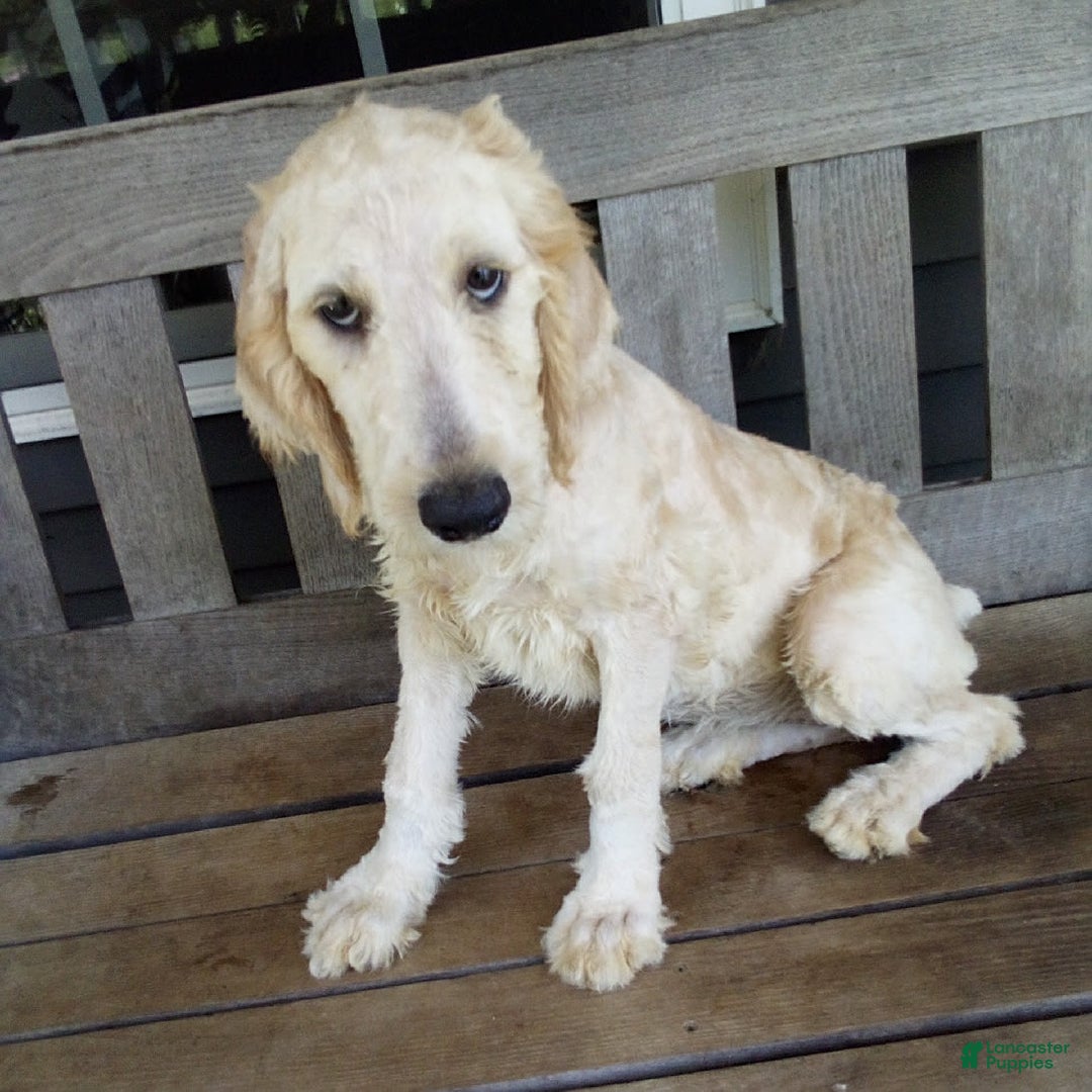 Goldendoodle dogs for sale: Sara - Image 2