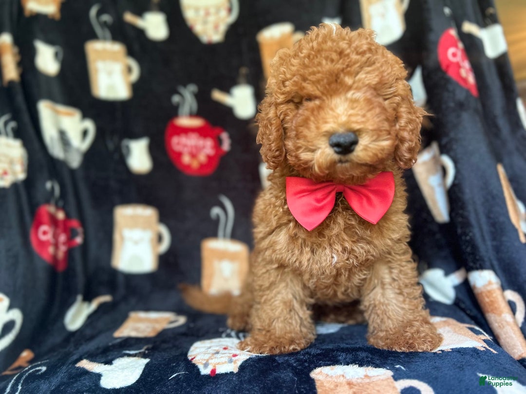 Cavapoo dogs for sale: Phoenix - Image 2