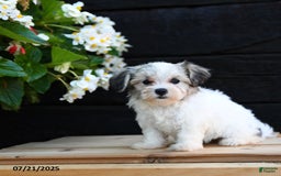 Maltese dogs for sale: Journey - Image 3