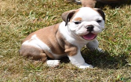 English Bulldog dogs for sale: PAUL - Image 5