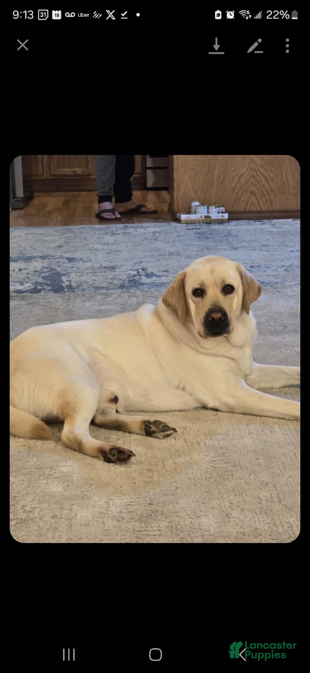 Labrador Retriever dogs for sale: Bear - Image 10