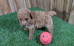 Miniature Poodle dogs for sale: Little Honey Girl 3 - Image 3