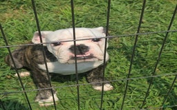 English Bulldog dogs for sale: Elininor - Image 5