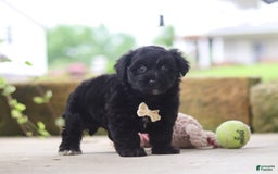 Yorkiepoo dogs for sale: Sammy - Image 7