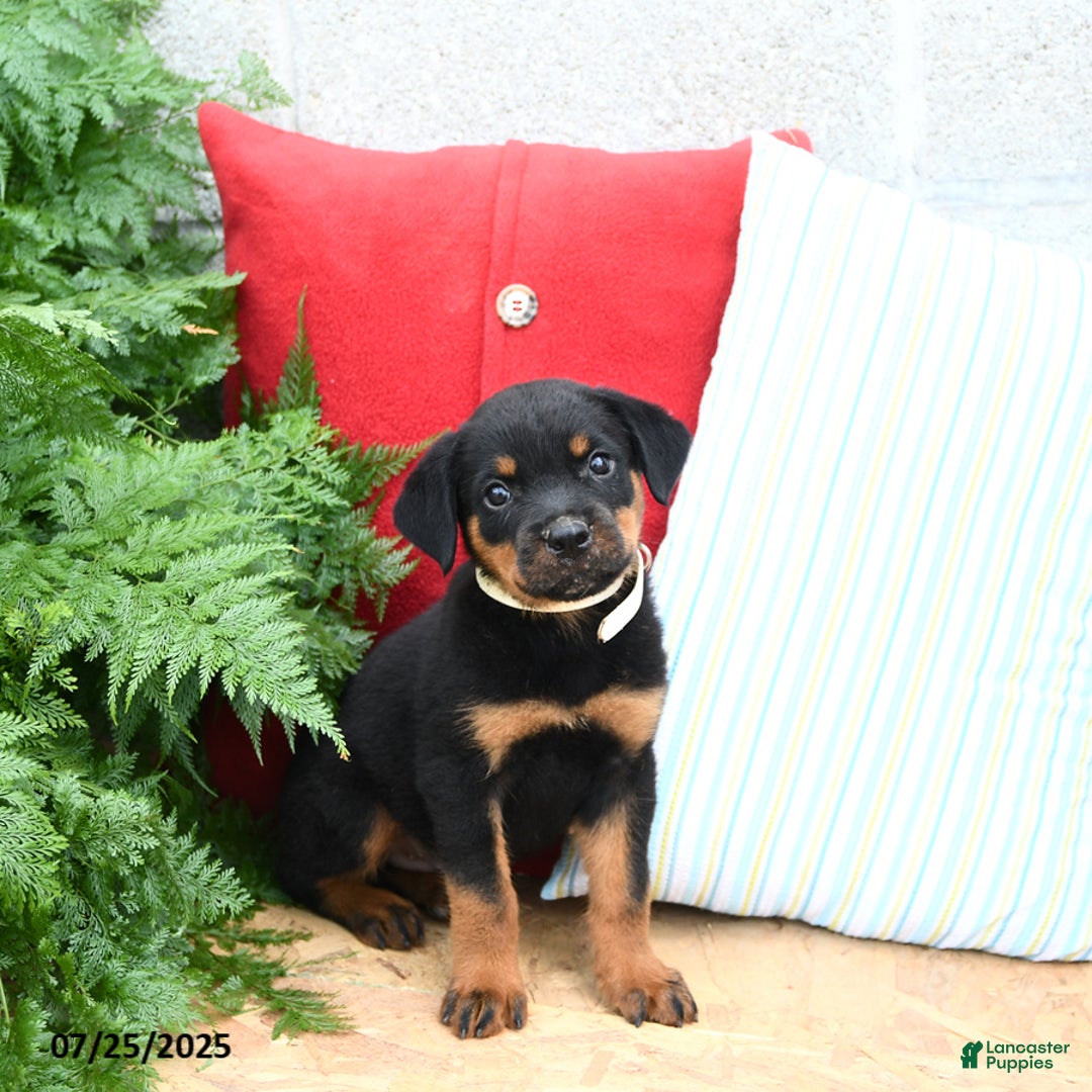Rottweiler dogs for sale: Rover - Image 5