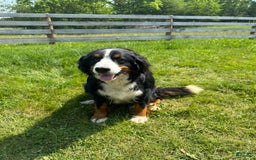 Bernedoodle dogs for sale: Maggie - Image 11