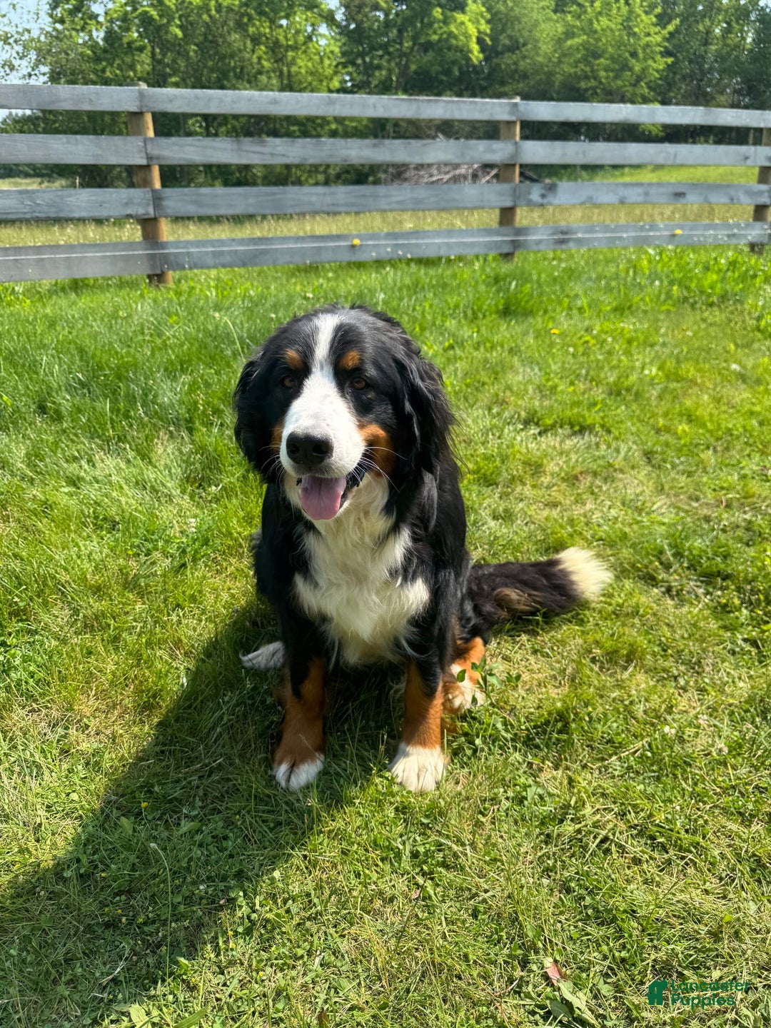 Bernedoodle dogs for sale: Maggie - Image 11