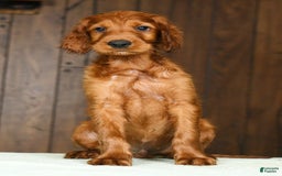 Irish Setter dogs for sale: Maverick - Image 7