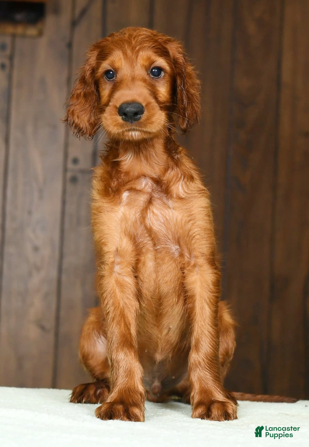 Irish Setter dogs for sale: Maverick - Image 7