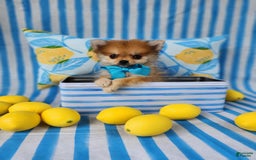 Pomeranian dogs for sale: Simon - Image 2