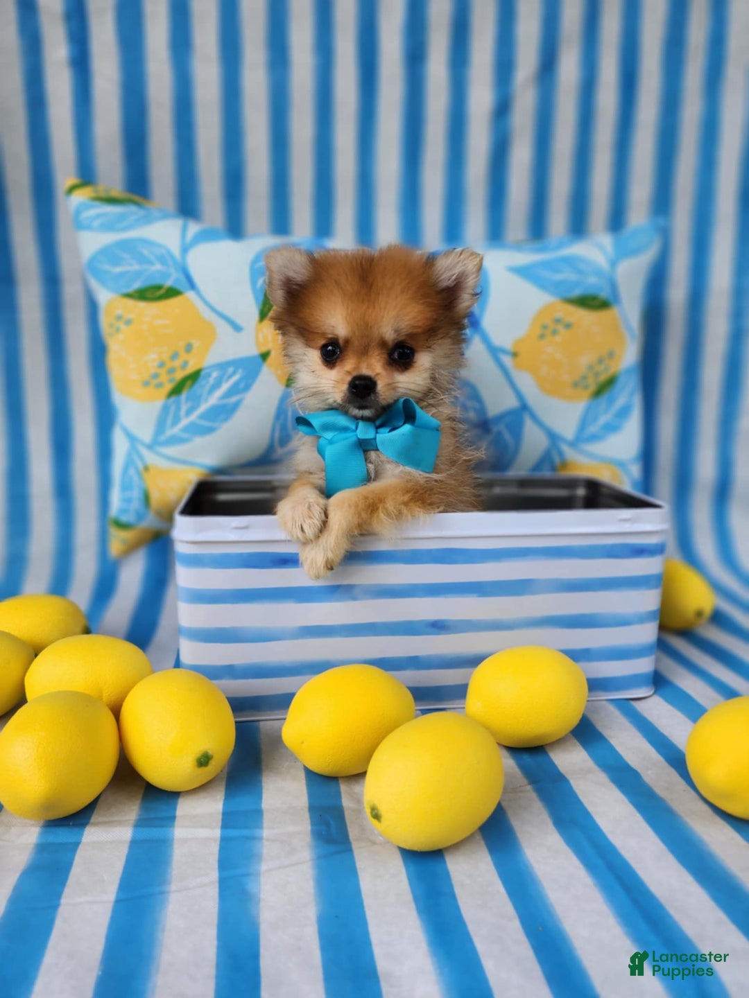 Pomeranian dogs for sale: Simon - Image 2