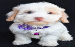 Havapoo dogs for sale: Michelle - Image 7