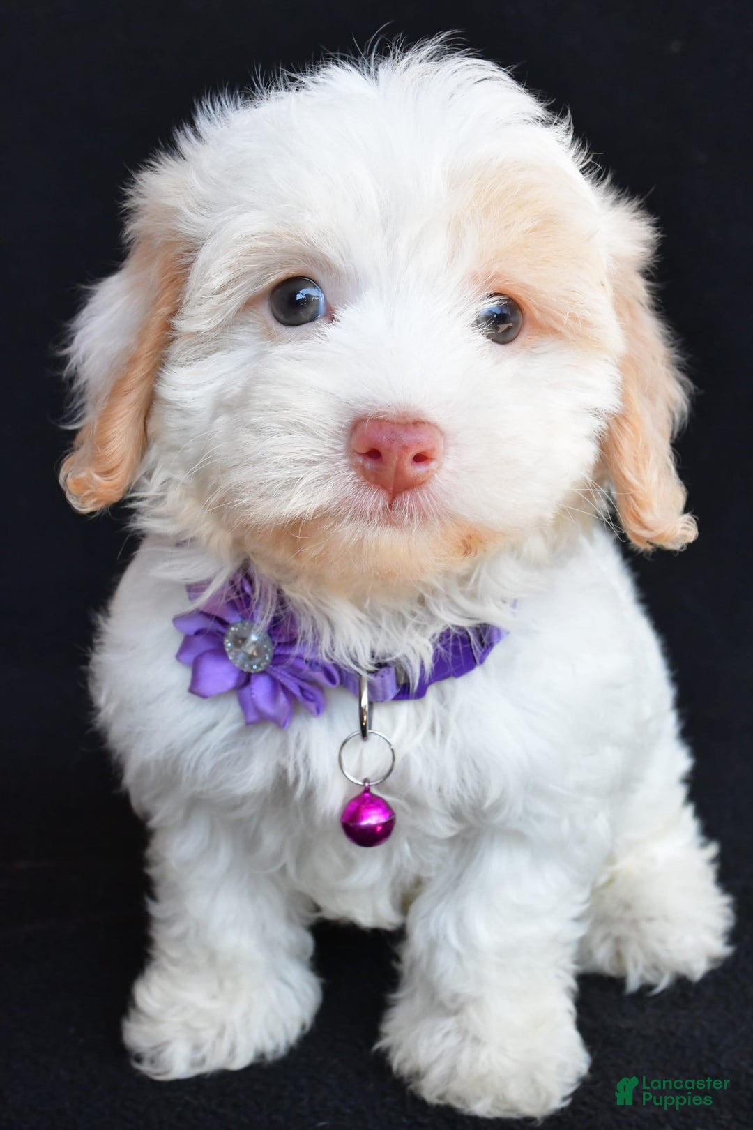 Havapoo dogs for sale: Michelle - Image 7