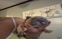 French Bulldog dogs for sale: D - Image 1